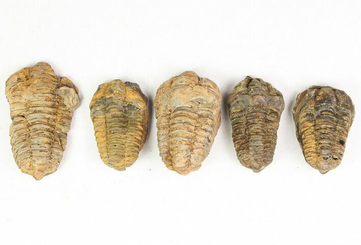 2 to 3" Calymene (Colpocoryphe) Trilobite Fossils - Photo 1